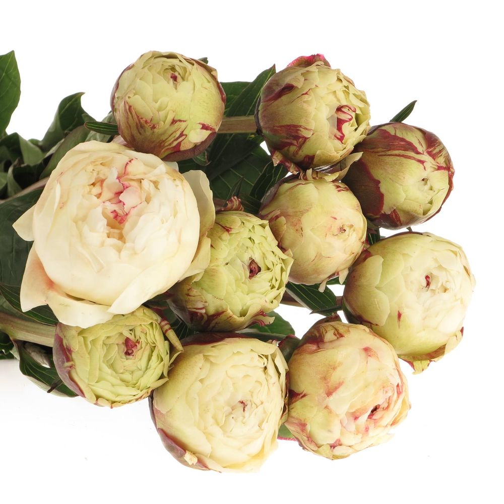 Pfingstrose weiss/rosa gefüllt Neigge 60cm