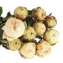 Pfingstrose weiss/rosa gefüllt Neigge 60cm