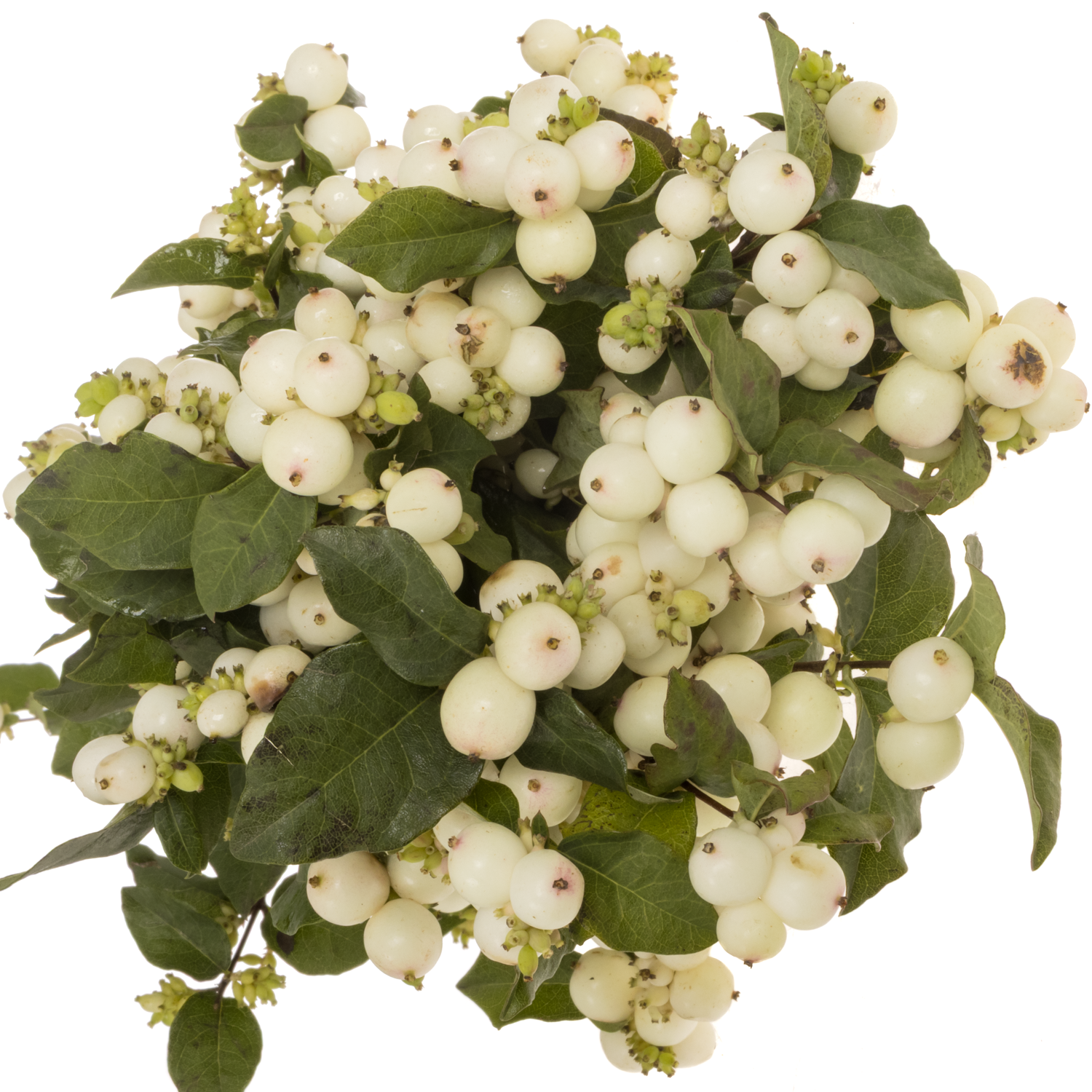 Schneebeere weiss Mag milky way 50cm