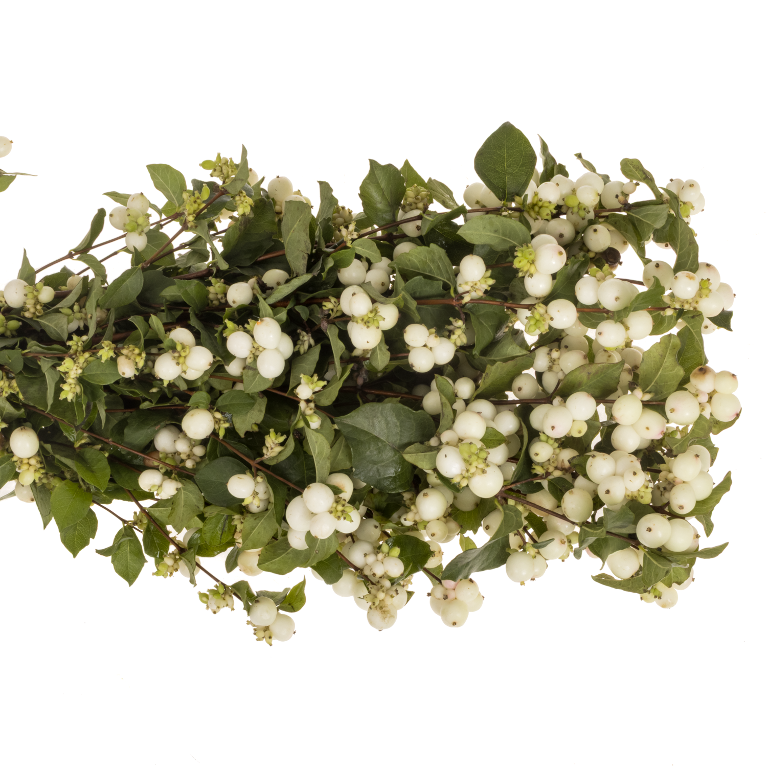 Schneebeere weiss Mag milky way 50cm