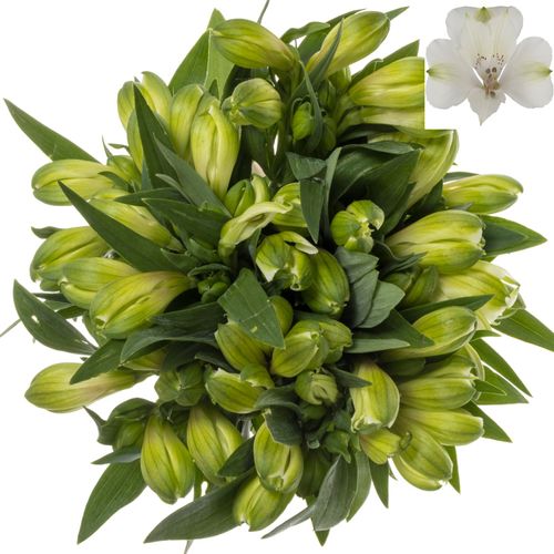 Alstroemerie weiss Kensi 60 Gramm 75cm
