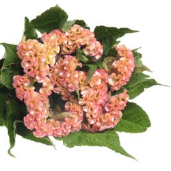 Hahnenkamm rosa Hell Super 70cm