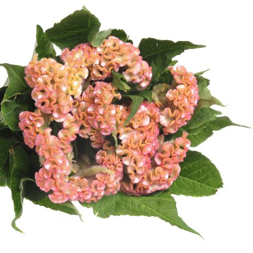 Hahnenkamm rosa Hell Super 70cm