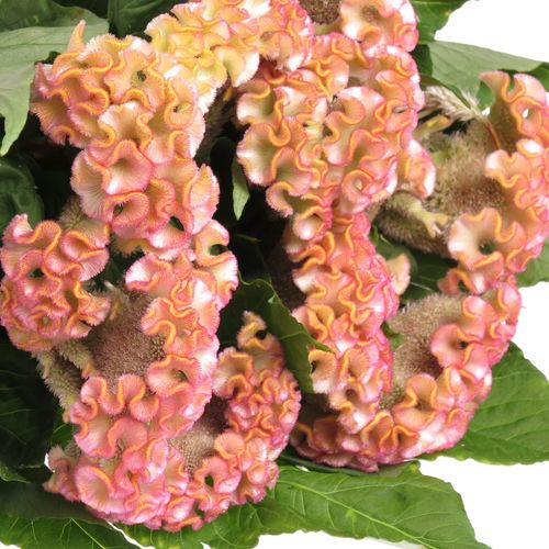 Hahnenkamm rosa Hell Super 70cm