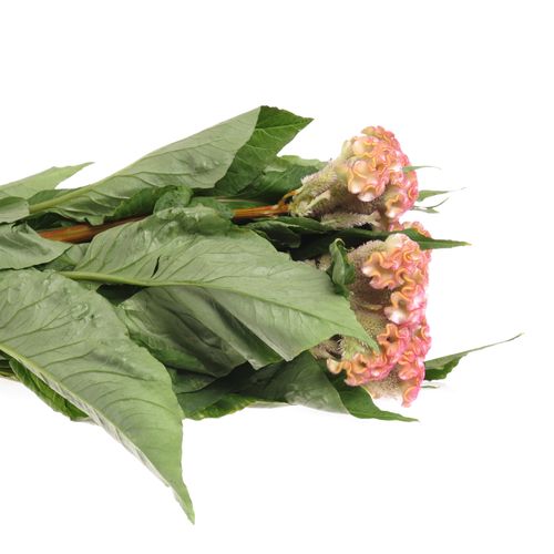 Hahnenkamm rosa Hell Super 70cm