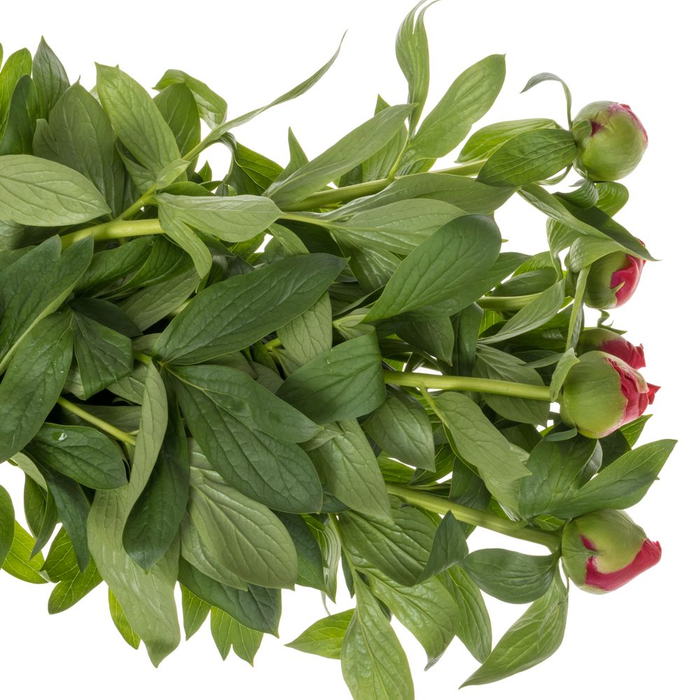 Pfingstrose cerise Flame 55cm