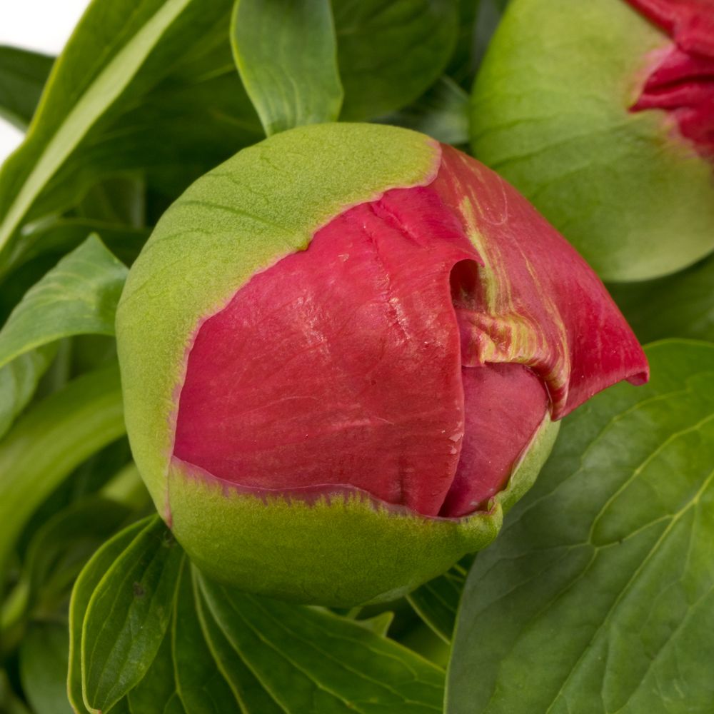 Pfingstrose cerise Flame 55cm