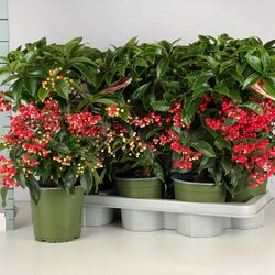 Ardisia Cren. rot T14 H40