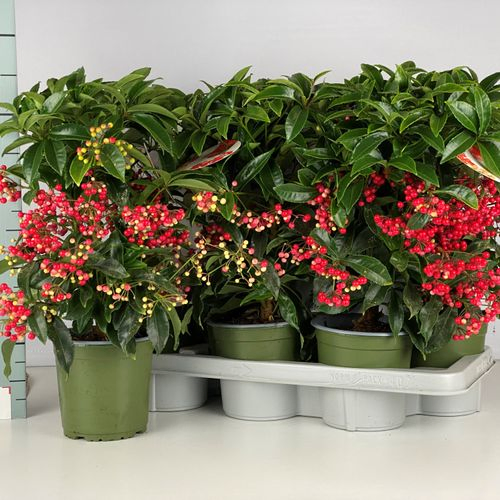 Ardisia Cren. rot T14 H40