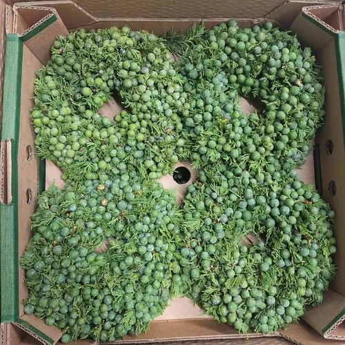 Kranz Juniperus grüne Beere D20cm