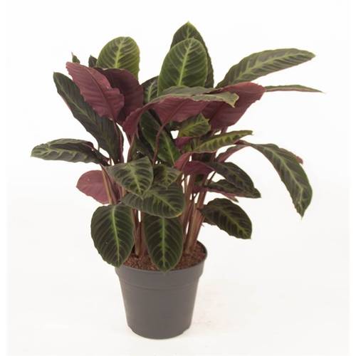 Calathea Warsewi T27 H80