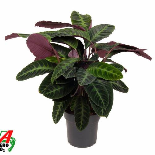 Calathea Warsewi T27 H80