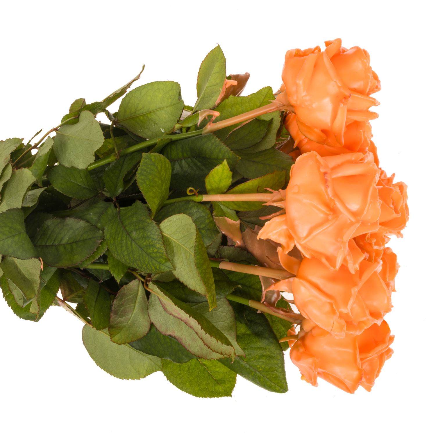 Rose lachs Wachs Versilia Avalanche (W4) 60cm