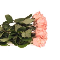 Rose aprico Wachs Versilia (W4) 60cm 