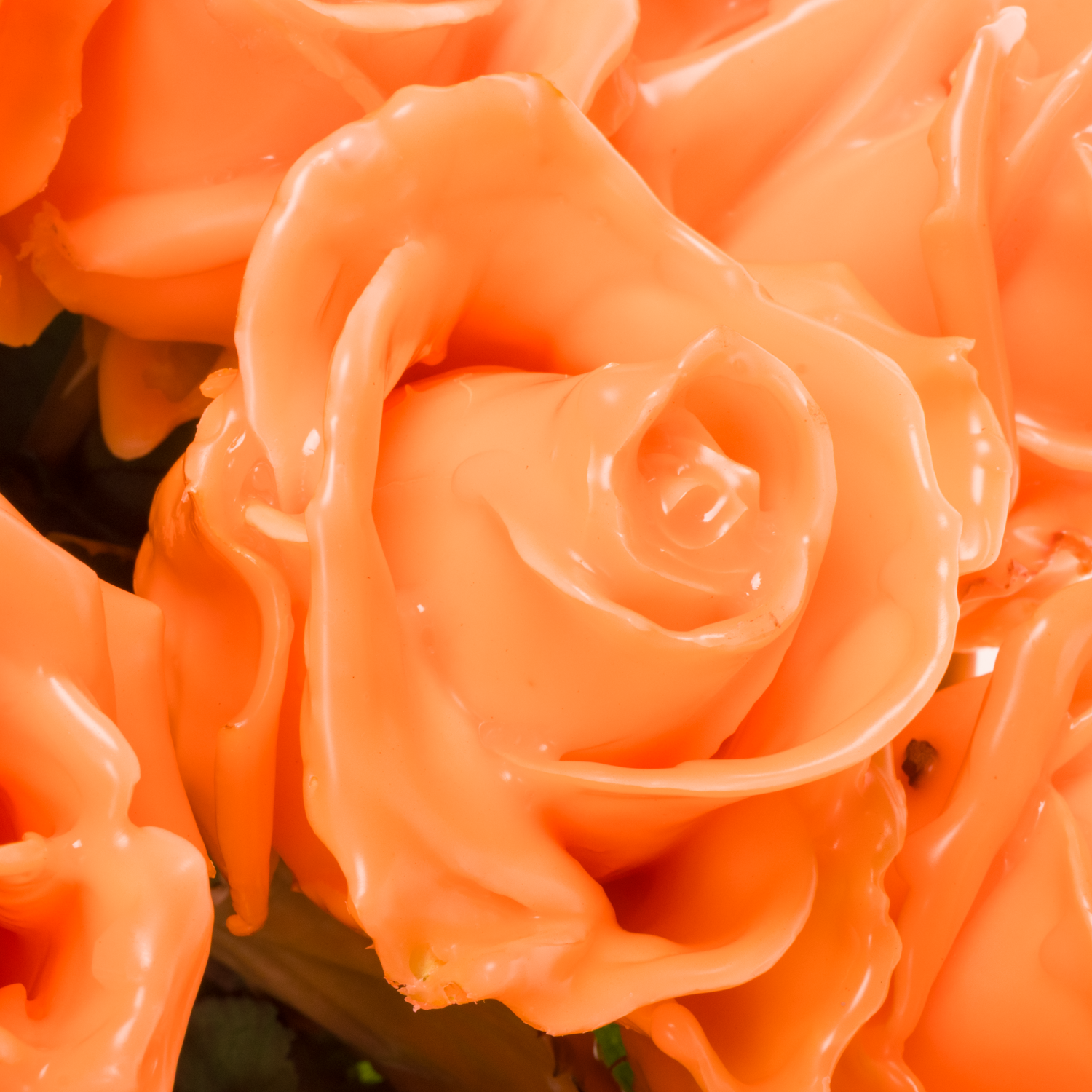 Rose lachs Wachs Versilia Avalanche (W4) 60cm