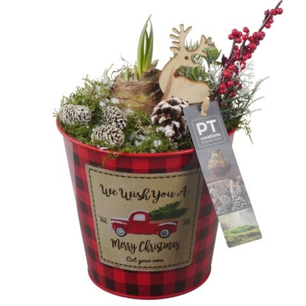 Amaryl.Arr PTACH5857 rote Bl. Weihnachten T13 H025