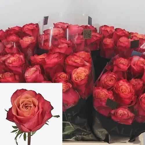 Rose rot Bogart (Ec) 50cm