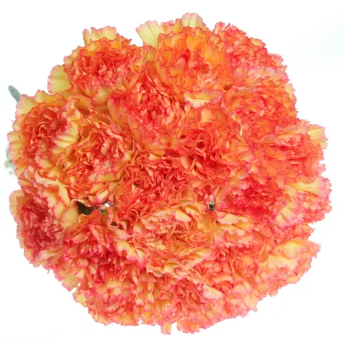 Nelke gelb/rot Boiro 70cm