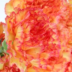Nelke gelb/rot Boiro 70cm