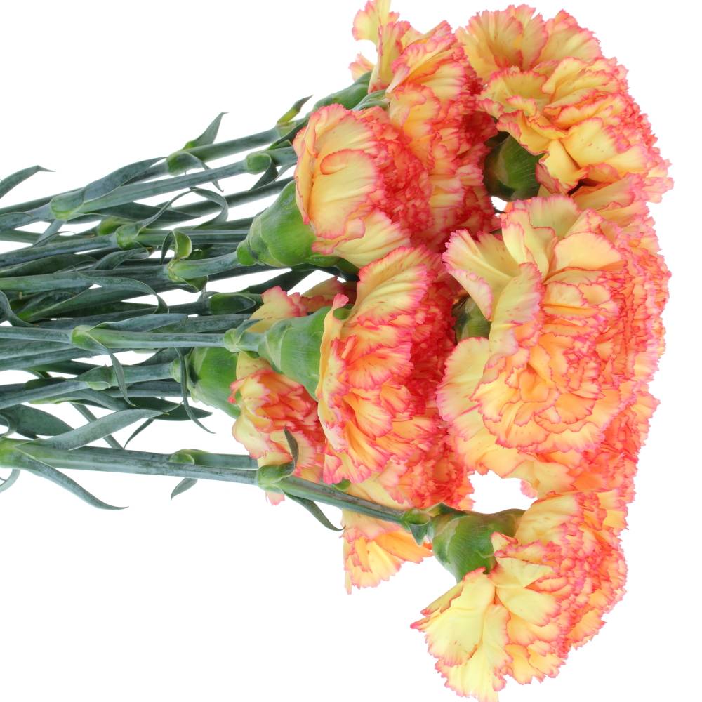 Nelke gelb/rot Boiro 70cm