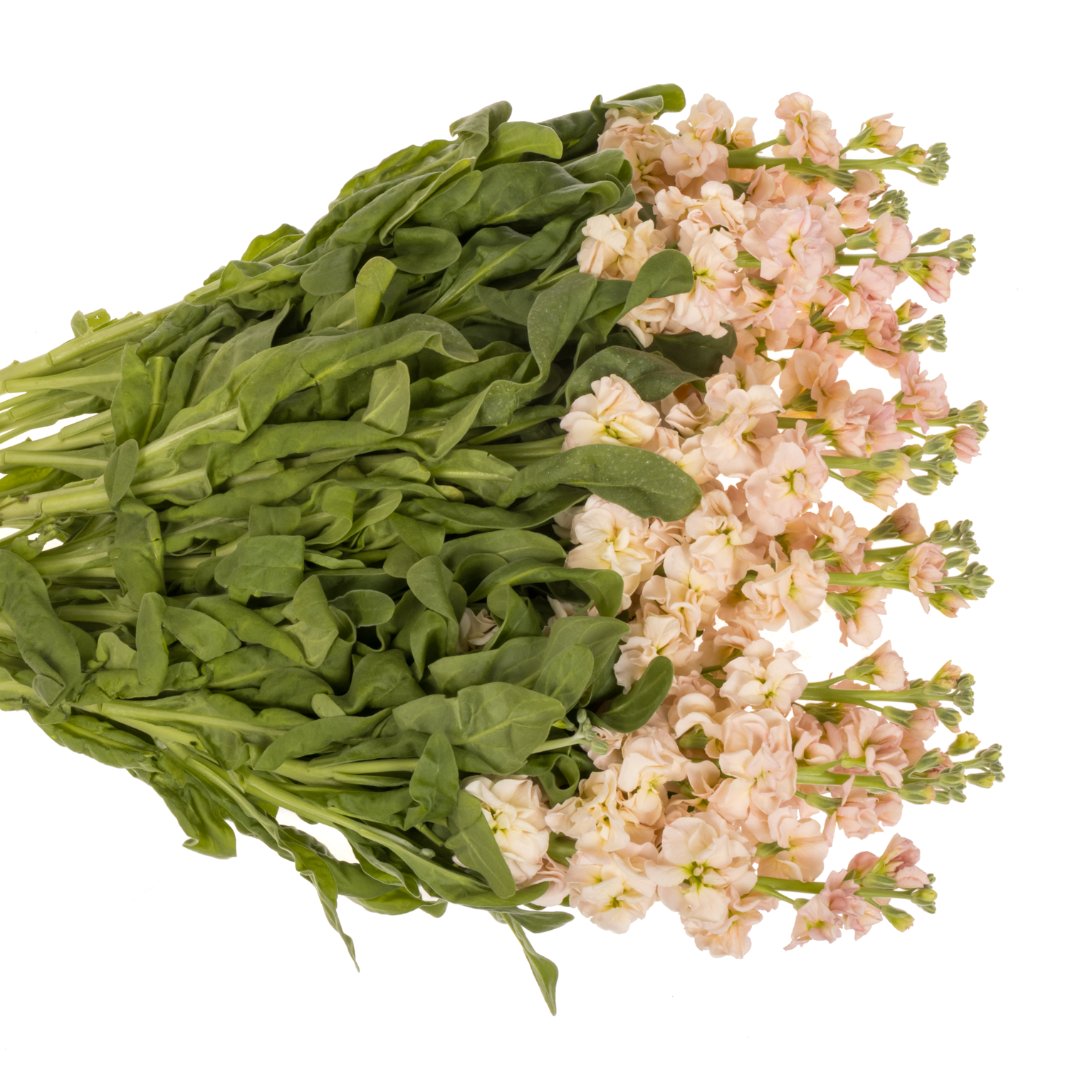 Levkoje  lachs Iron Apricot 65cm Italien