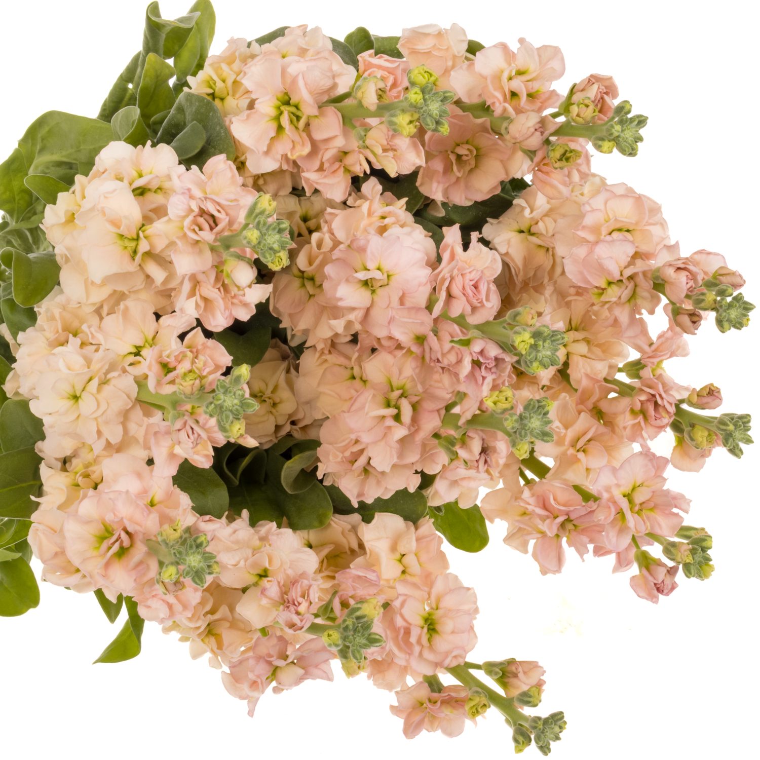 Levkoje  lachs Iron Apricot 65cm Italien