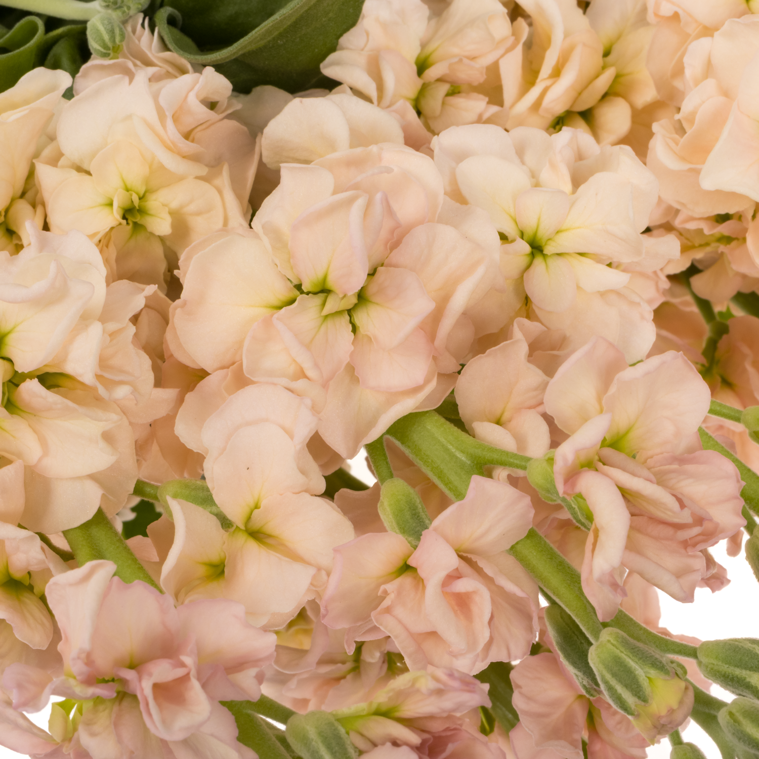 Levkoje  lachs Iron Apricot 65cm Italien