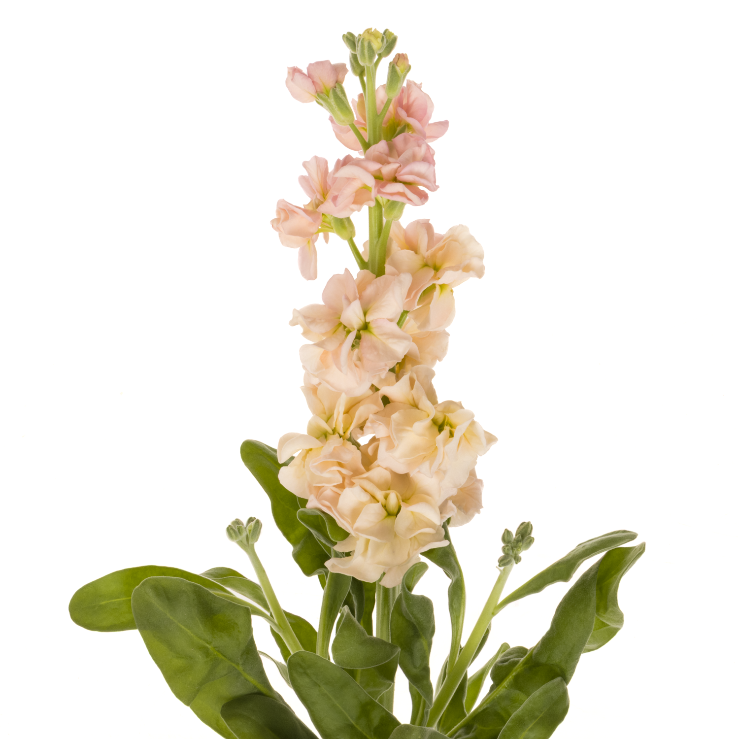 Levkoje  lachs Iron Apricot 65cm Italien