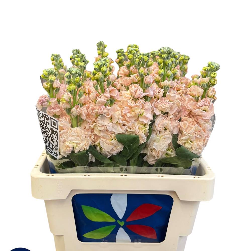 Levkoje  lachs Iron Apricot 60cm Italien