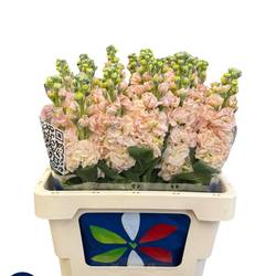 Levkoje  lachs Iron Apricot 60cm Italien