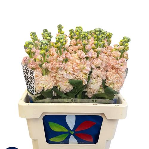 Levkoje  lachs Iron Apricot 60cm Italien