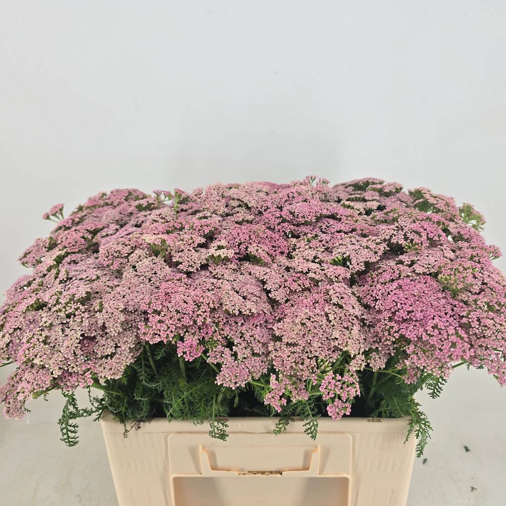 Achilea hell rosa Anita 55cm
