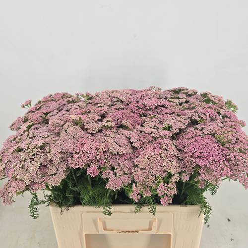 Achilea hell rosa Anita 55cm
