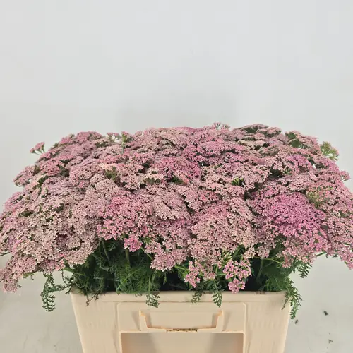 Achilea hell rosa Anita 55cm
