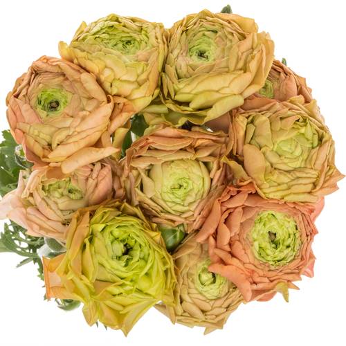 Ranunkel peach Aazur 52 Gramm 42 cm