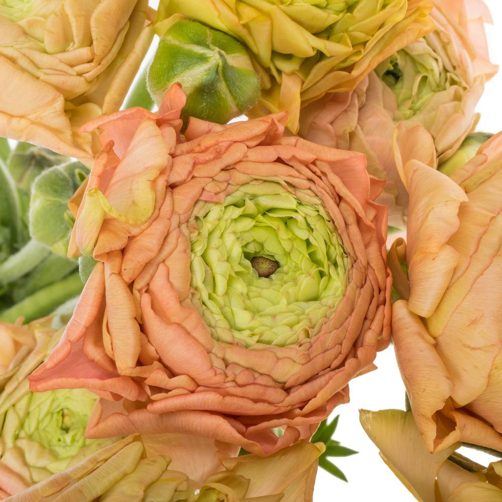 Ranunkel peach Aazur 52 Gramm 42 cm