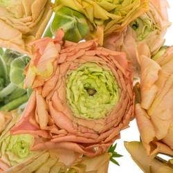 Ranunkel peach Aazur 52 Gramm 42 cm