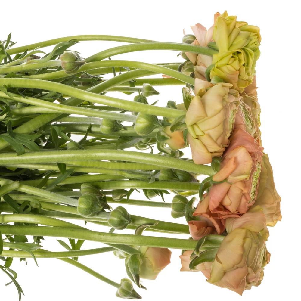 Ranunkel peach Aazur 52 Gramm 42 cm