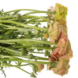 Ranunkel peach Aazur 52 Gramm 42 cm