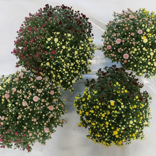 Chrys.Carnaval mix T19 H40