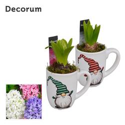 Hyac.Arr mix HL13092 Weihnachten T08 H017