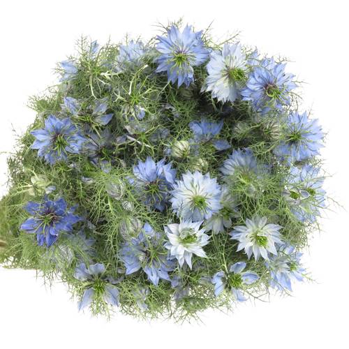 Nigella blau 50cm pro bund