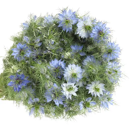 Nigella blau 50cm pro bund
