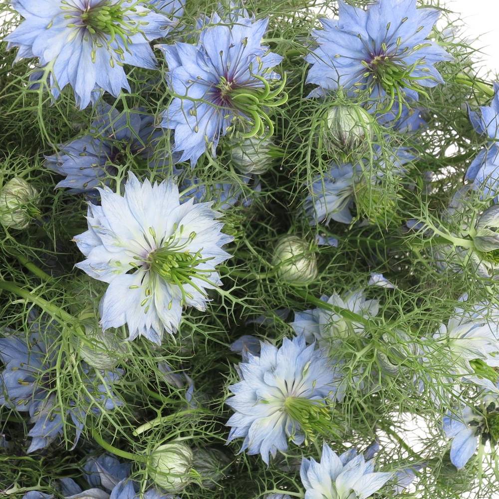 Nigella blau 50cm pro bund