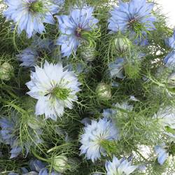 Nigella blau 50cm pro bund