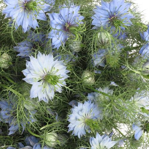 Nigella blau 50cm pro bund