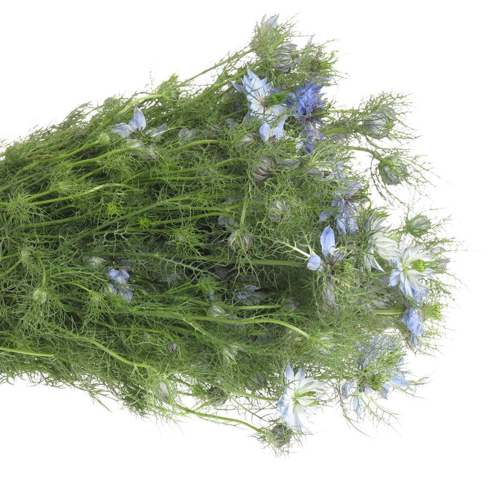Nigella blau 50cm pro bund