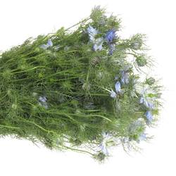 Nigella blau 50cm pro bund