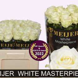 Rose creme/weiss Avalanche (Meijer) 50cm