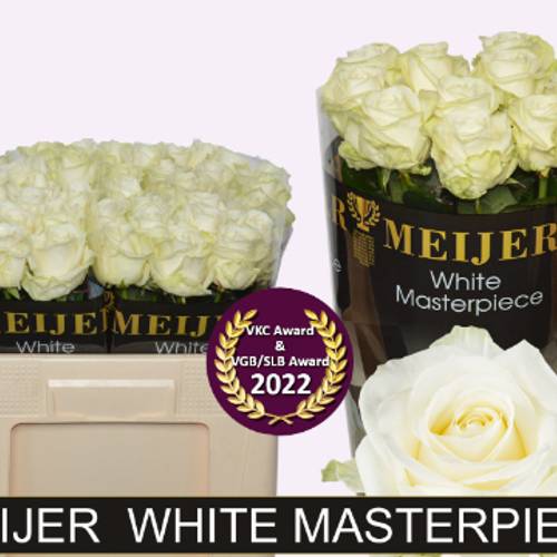 Rose creme/weiss Avalanche (Meijer) 50cm